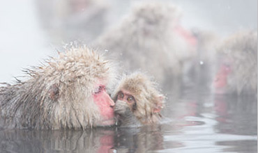 Jigokudani Yaen-koen